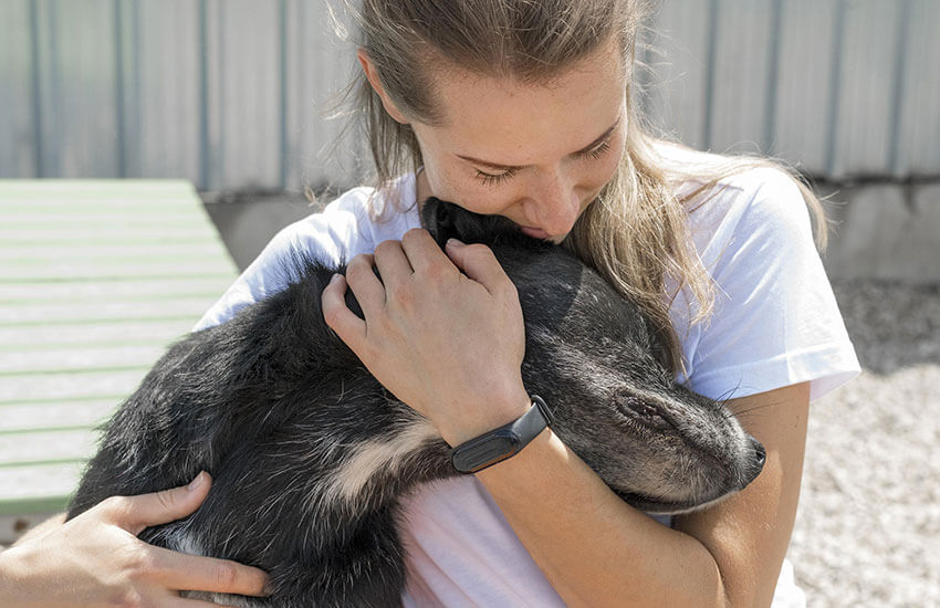 Profiles of dedicated animal shelter volunteers