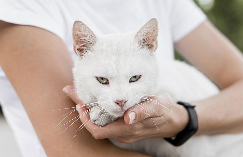 Caring for shelter pets’ physical and mental health